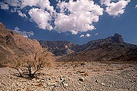 Wadi Bani Kharus, Djebel Akhdar - VallÃ©e Bani Kharus, OMAN   (OM10164)