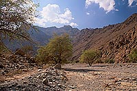 Wadi Bani Kharus, Djebel Akhdar - Vallée Bani Kharus, OMAN   (OM10169)