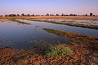 Site - Muntasar Oasis, birdwatching site - Site d'observation 11098