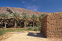 Tanuf. Palm grove near Tanuf -  Palmeraie près de Tanuf, Oman (OM10289)