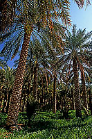 Tanuf. Palm grove near Tanuf -  Palmeraie près de Tanuf, Oman (OM10294)