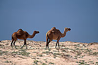 Dhofar. Camels near Mirbat - Troupeau de dromadaires, Oman (OM10393)