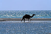 Dhofar. Camel(s) crossing water- Dromadaire(s) traversant, Oman (OM10378)