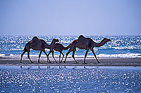 Dhofar. Camel(s) crossing water- Dromadaire(s) traversant, Oman (OM10380)