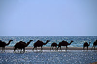 Dhofar. Camel(s) crossing water- Dromadaire(s) traversant, Oman (OM10382)