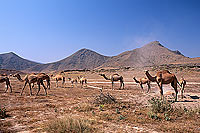 Dhofar. Camels near Mughsayl - Troupeau de dromadaires, Oman (OM10372)