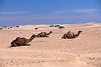 Dhofar. Camels near Mirbat - Dromadaires, Oman (OM10394)