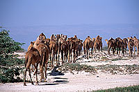 Dhofar. Camels near Salalah - Troupeau de dromadaires, Oman (OM10392)