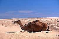 Dhofar. Camel near Mirbat - Dromadaire, Oman (OM10395)