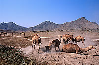 Dhofar. Camels near Mughsayl - Troupeau de dromadaires, Oman (OM10374)