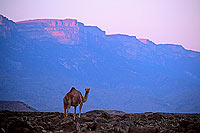 Dhofar. Camel near Mirbat - Dromadaire près de Mirbat, Oman (OM10377)