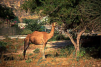 Dhofar. Camel(s) in Ayn Hamran - Dromadaire(s), Oman (OM10401)
