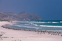 Mughsayl, Dhofar. Beach at Mughsayl - Plage à Mughsayl, Oman (OM10319)