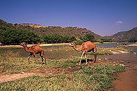 Wadi Darbat camels, Dhofar - Wadi Darbat, dans le Dhofar, OMAN (OM10071)