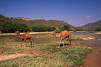 Wadi Darbat camels, Dhofar - Wadi Darbat, dans le Dhofar, OMAN (OM10071)