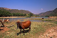 Wadi Darbat, camel, Dhofar - Wadi Darbat, dans le Dhofar, OMAN (OM10072)