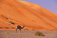 Wahiba desert and Camel - Dromadaire dans le Wahiba, Oman (OM10383)