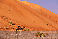 Wahiba desert and Camel - Dromadaire dans le Wahiba, Oman (OM10383) Wahiba desert and Camel - Dromadaire dans le Wahiba, Oman (OM10383)