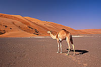 Wahiba desert and Camel - Dromadaire dans le Wahiba, Oman (OM10387)