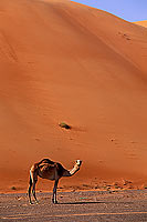 Wahiba desert and Camel - Dromadaire dans le Wahiba, Oman (OM10385)