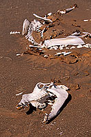 Wahiba Sands. Camel skulll - Squelette de dromadaire, Oman (OM10390)