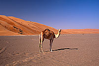Wahiba desert and Camel - Dromadaire dans le Wahiba, Oman (OM10389)