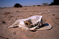 Animal skull in the desert, near Qatbit - Crâne dans le desert, OMAN (OM10317)