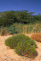 Qatbit, oasis in the desert - Oasis à Qatbit, OMAN (OM10525)