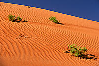 Wahiba sand dunes - Dunes dans le desert de Wahiba, OMAN (OM10559)