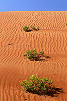 Wahiba sand dunes - Dunes dans le desert de Wahiba, OMAN (OM10561)