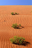 Wahiba sand dunes - Dunes dans le desert de Wahiba, OMAN (OM10561) Wahiba sand dunes - Dunes dans le desert de Wahiba, OMAN (OM10561)