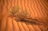 Wahiba sand dunes - Dunes dans le desert de Wahiba, OMAN (OM10560)