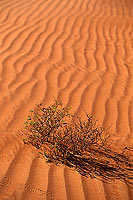 Wahiba sand dunes - Dunes dans le desert de Wahiba, OMAN (OM10562) Wahiba sand dunes - Dunes dans le desert de Wahiba, OMAN (OM10562)
