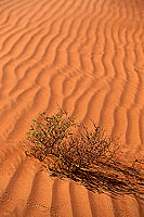 Wahiba sand dunes - Dunes dans le desert de Wahiba, OMAN (OM10562)