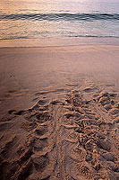 Ras al Jinz, Green Turtle reproduction site - Ras al Jinz (OM10206) Ras al Jinz, Green Turtle reproduction site - Ras al Jinz (OM10206)