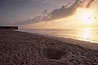 Ras al Jinz, Green Turtle reproduction site - Ras al Jinz (OM10201)