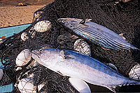 Fishing. Tunas and net, Ras al Jinz - Thons et filets, OMAN  (OM10210)