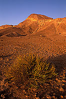 Quryat (Qurayyat), semi-desertic coastal plain - Quryat, Oman (OM10279)