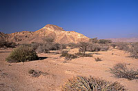 Quryat (Qurayyat), semi-desertic coastal plain - Quryat, Oman (OM10285)