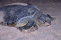 Ras al Jinz, Green Turtle - Tortue verte, Ras al Jinz (OM10181)