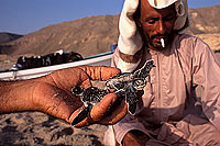 Ras al Jinz, Green Turtle - Tortue verte, Ras al Jinz (OM10307)