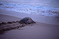 Ras al Jinz, Green Turtle - Tortue verte, Ras al Jinz (OM10311)