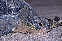 Ras al Jinz, Green Turtle - Tortue verte, Ras al Jinz (OM10312)