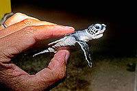 Ras al Jinz, small Green Turtle - Petite Tortue verte, Ras al Jinz (OM10302)