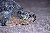 Ras al Jinz, Green Turtle - Tortue verte, Ras al Jinz (OM10305)