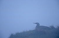 Red-throated Diver (Gavia stellata) - Plongeon catmarin - 11393