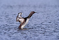 Red-throated Diver (Gavia stellata) - Plongeon catmarin - 11395