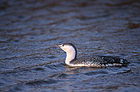 Red-throated Diver (Gavia stellata) - Plongeon catmarin - 11396