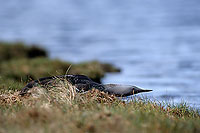 Red-throated Diver (Gavia stellata) - Plongeon catmarin - 11399