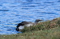 Red-throated Diver (Gavia stellata) - Plongeon catmarin - 11400